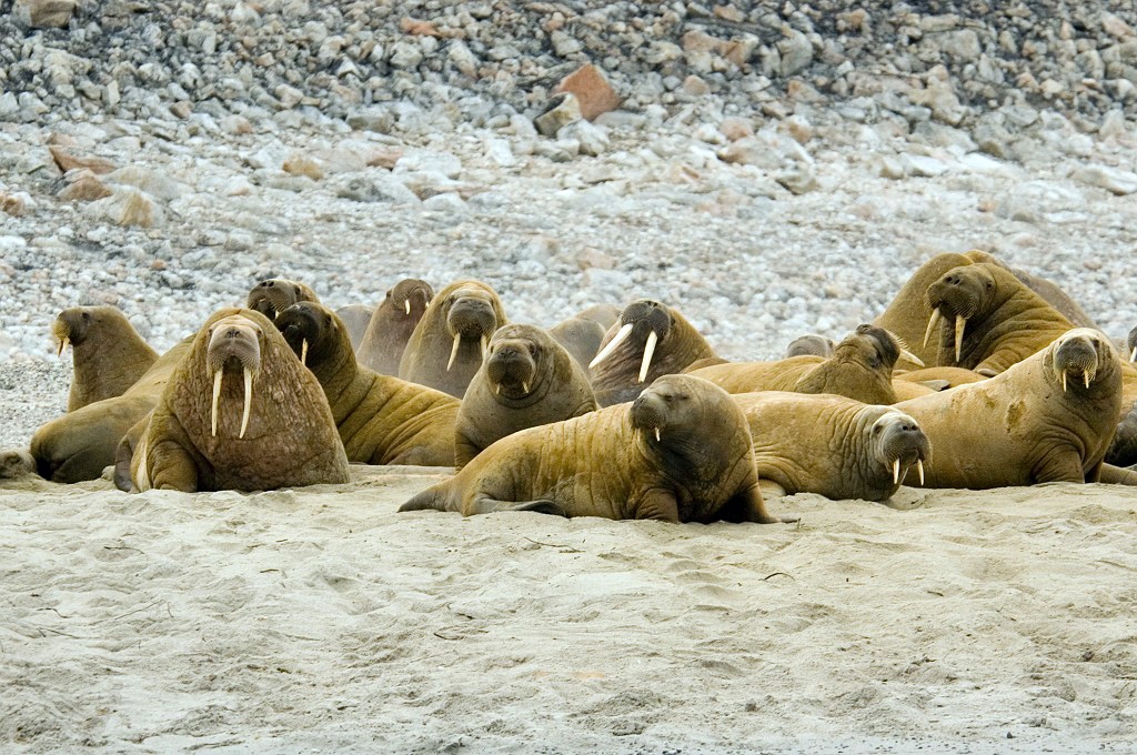 2507  Hvalros05.jpg - Walrus (Odobenus rosmarus) Hvalros, Spitsbergen Norway July 2008